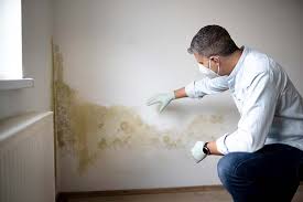 Trusted Springs, NY Mold Removal & Remediation Experts